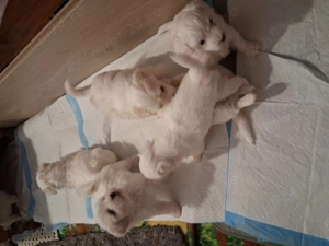 Bișon vacinat sănătos și jucăuș