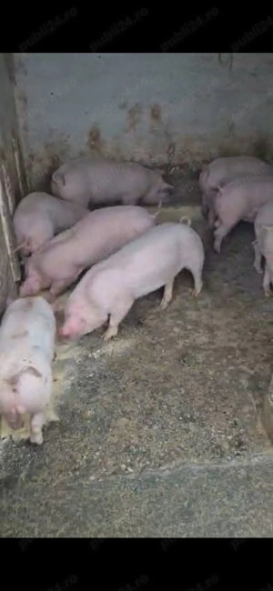 vand purcei, marele alb unguresc cu petrain rasă (zeiger) de la 25 kg-45kg ,600 -800 lei buc - imagine 2