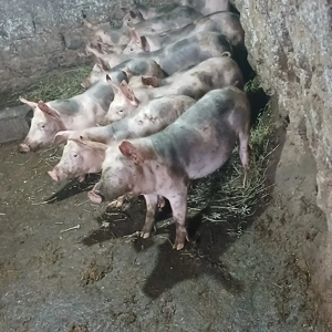 vand grăsuni - imagine 2