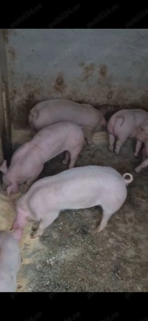 vand purcei, marele alb unguresc cu petrain rasă (zeiger) de la 25 kg-45kg ,600 -800 lei buc