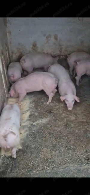 vand purcei, marele alb unguresc cu petrain rasă (zeiger) de la 25 kg-45kg ,600 -800 lei buc - imagine 3