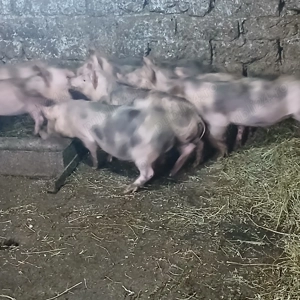 vand grăsuni - imagine 3