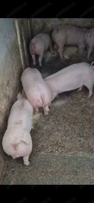 vand purcei, marele alb unguresc cu petrain rasă (zeiger) de la 25 kg-45kg ,600 -800 lei buc - imagine 4