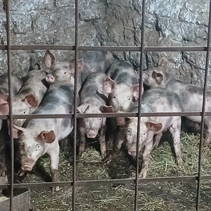 vand grăsuni - imagine 4