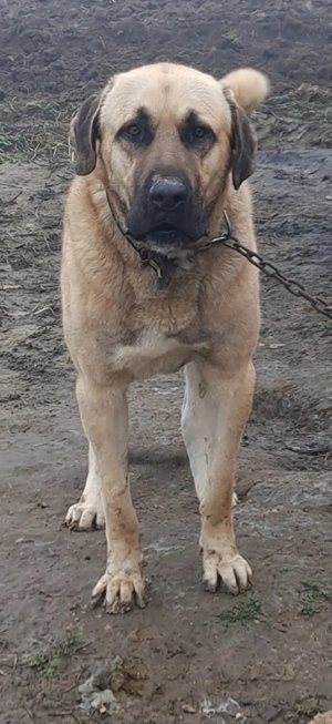Vând Kangal ,foarte foarte agresiv la om ,varsta 2 ani 