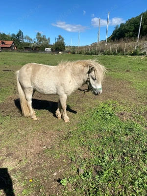 Ponei talie mică  - imagine 4