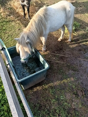 Ponei talie mică  - imagine 5