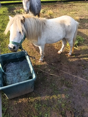 Ponei talie mică  - imagine 3