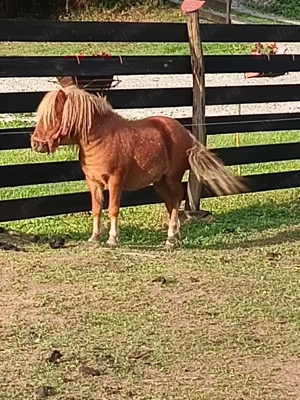 Ponei talie mică  - imagine 2