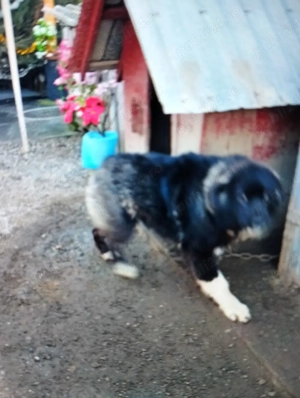 Vind catelusa rasă de Ciobanesc de Bucovina corb  - imagine 2