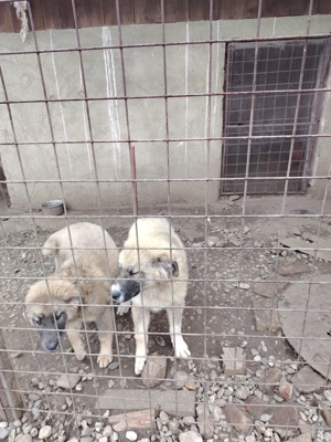 Vând câine ciobănesc mioritic 