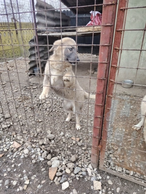 Vând câine ciobănesc mioritic  - imagine 2