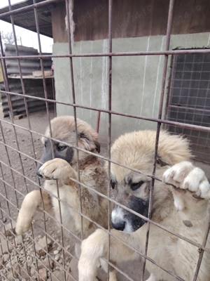 Vând câine ciobănesc mioritic  - imagine 5