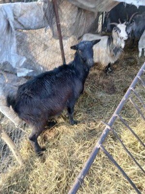 De Vânzare 4 capre una are ied și 3 gestante  - imagine 4