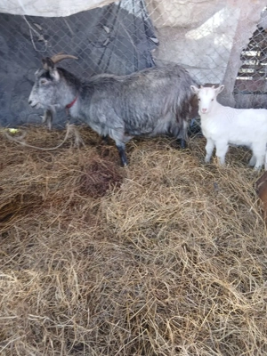 De Vânzare 4 capre una are ied și 3 gestante 