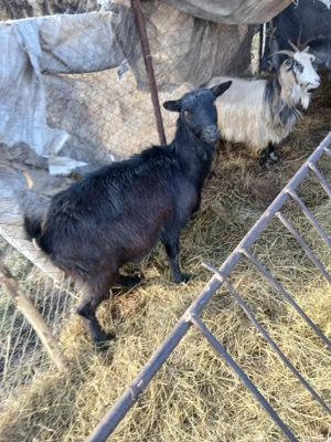 De Vânzare 4 capre una are ied și 3 gestante  - imagine 5