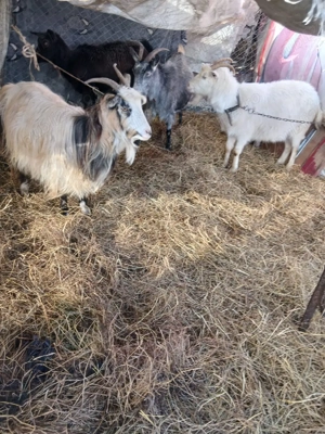 De Vânzare 4 capre una are ied și 3 gestante  - imagine 3