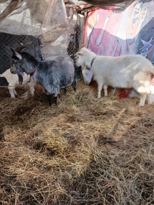 De Vânzare 4 capre una are ied și 3 gestante  - imagine 2