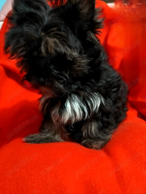 Yorkshire terrier standard 