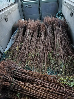 vând puieți salcâm fag carpen mesteacăn     