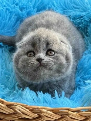 Scottish Fold puiuti  - imagine 2