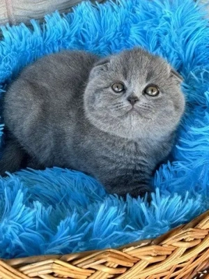 Scottish Fold puiuti  - imagine 3