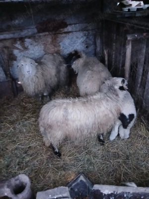 De Vânzare o oie cu mieluta și 2 cârlane  - imagine 2