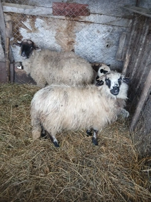 De Vânzare o oie cu mieluta și 2 cârlane  - imagine 4