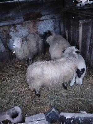 De Vânzare o oie cu mieluta și 2 cârlane  - imagine 3