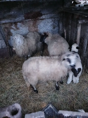 De Vânzare o oie cu mieluta și 2 cârlane 