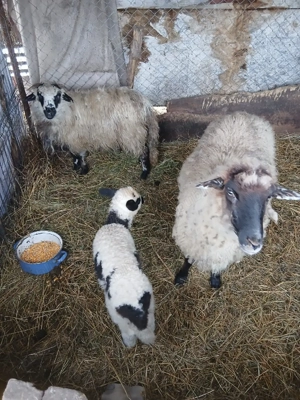 De Vânzare o oie cu mieluta și 2 cârlane  - imagine 5