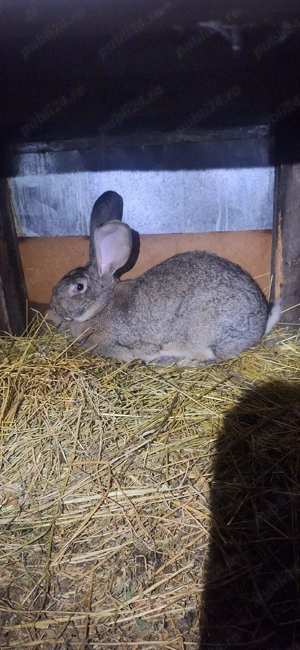 iepurasi frumosi - imagine 4