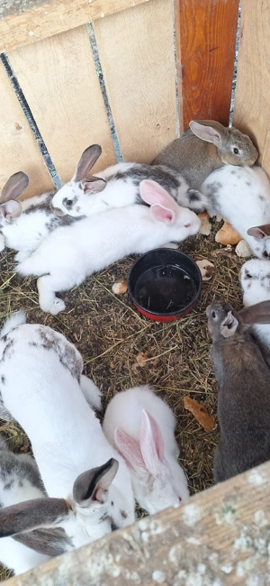 iepurasi frumosi - imagine 2