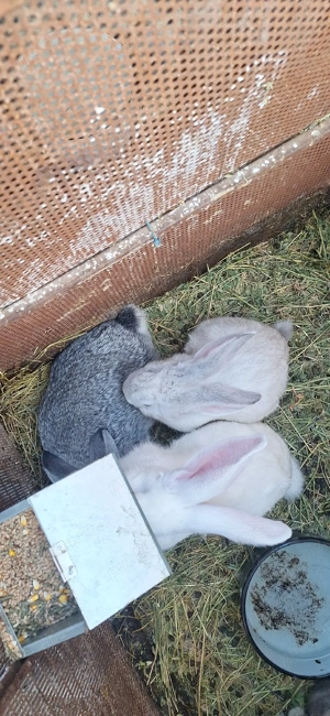 iepurasi frumosi - imagine 3