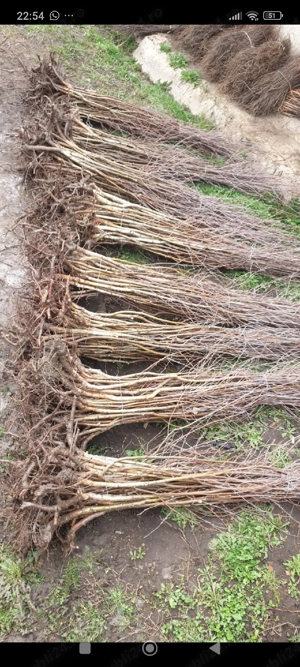 puieții mesteacăn alb  tei fag  - imagine 2