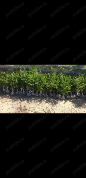 vând puieți brad molid 