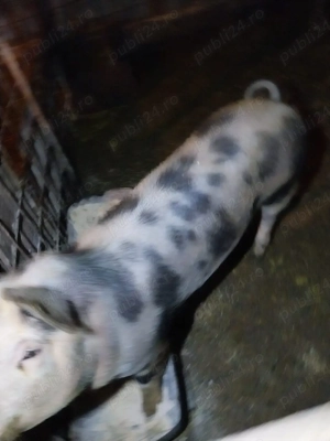 vând doua femele de 70 de kilog.