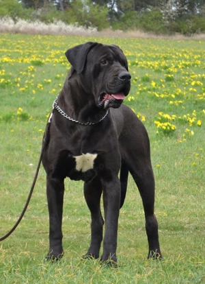 Pui Tosa cu pedigree - imagine 4