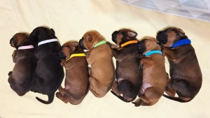 Pui Tosa cu pedigree