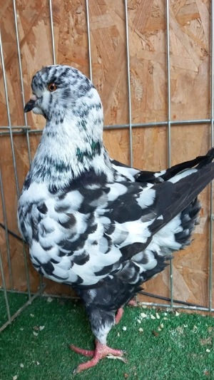 porumbei king - imagine 5