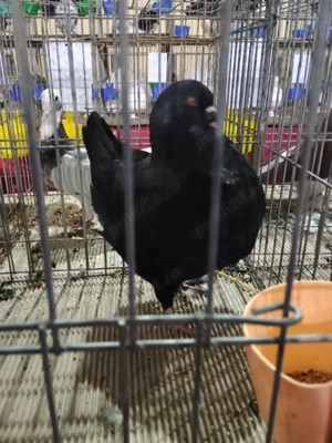 porumbei king - imagine 2