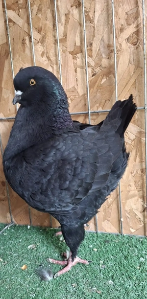 porumbei king - imagine 4