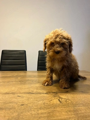 Pudel toy fetițe baieti - imagine 2