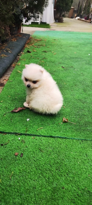 pomeranian 