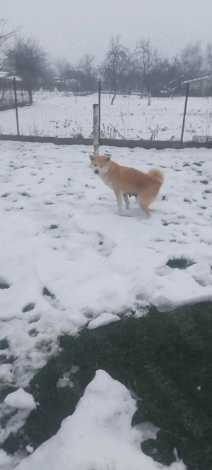 Donez femela Akita inu japonez 