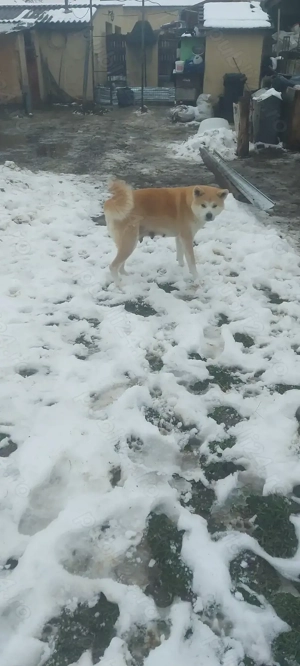 Donez femela Akita inu japonez  - imagine 2