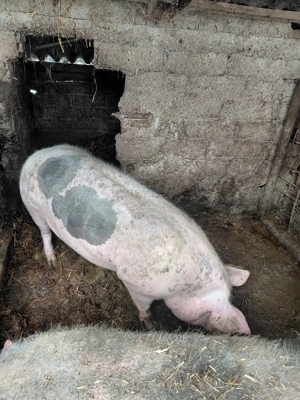 vând porc  - imagine 3