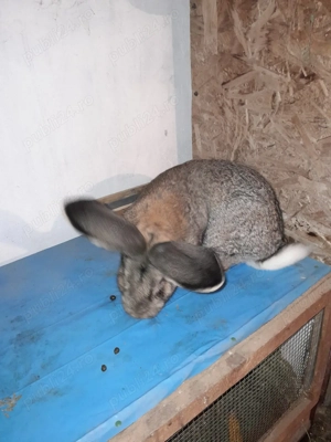 iepure uras german  - imagine 4