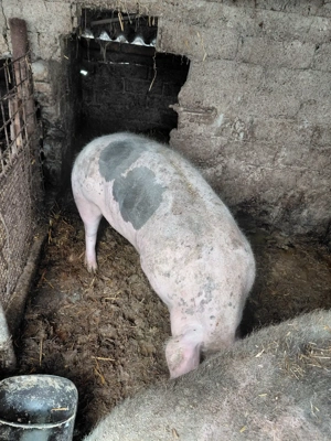 vând porc  - imagine 5