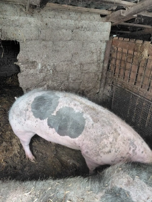 vând porc  - imagine 2